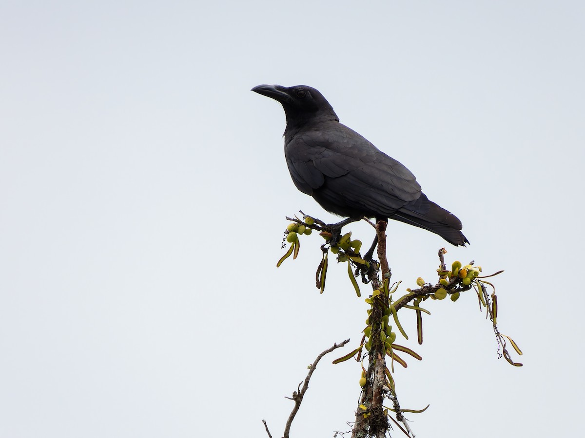 Sulawesi Crow - ML642323527