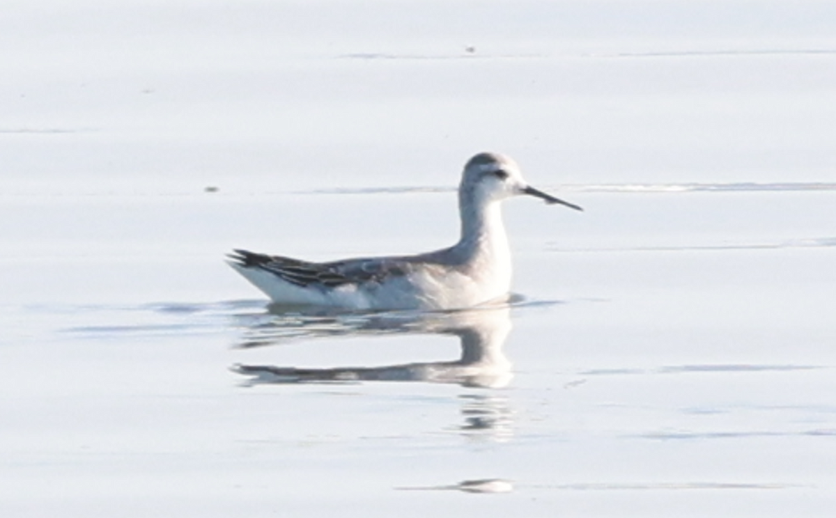 hvithalesvømmesnipe - ML642323567
