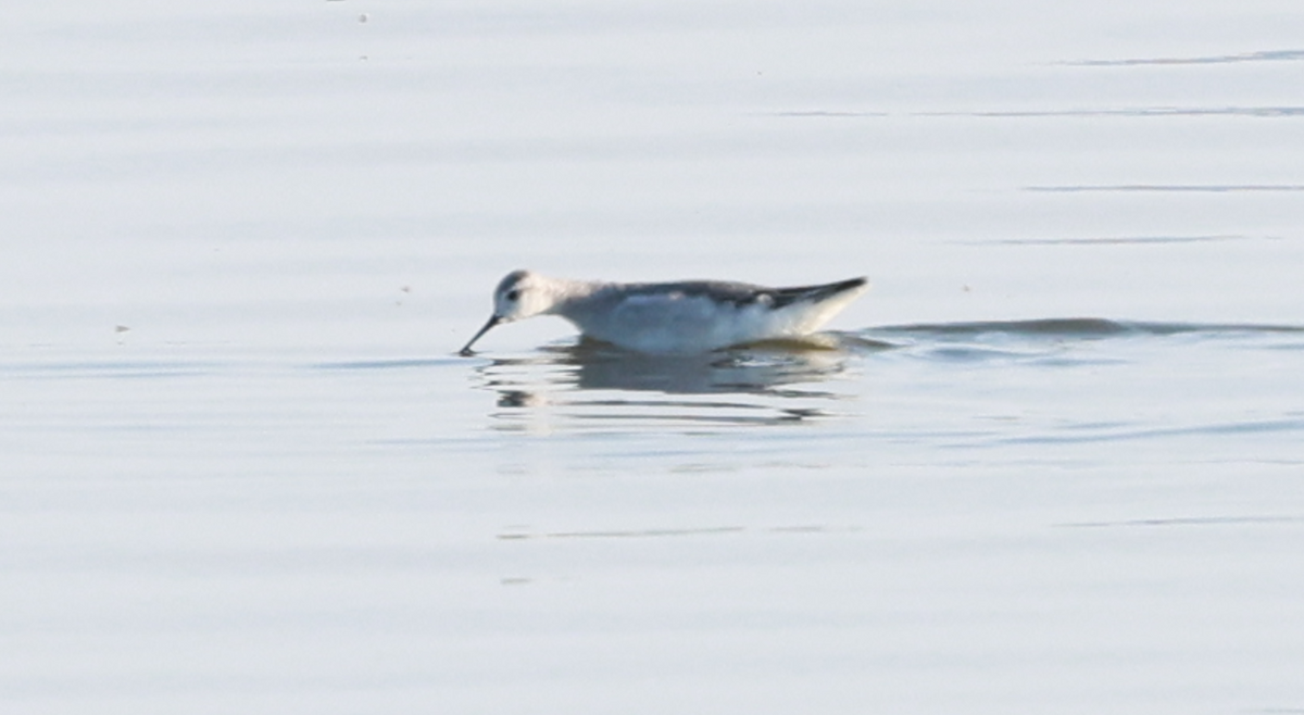 hvithalesvømmesnipe - ML642323568