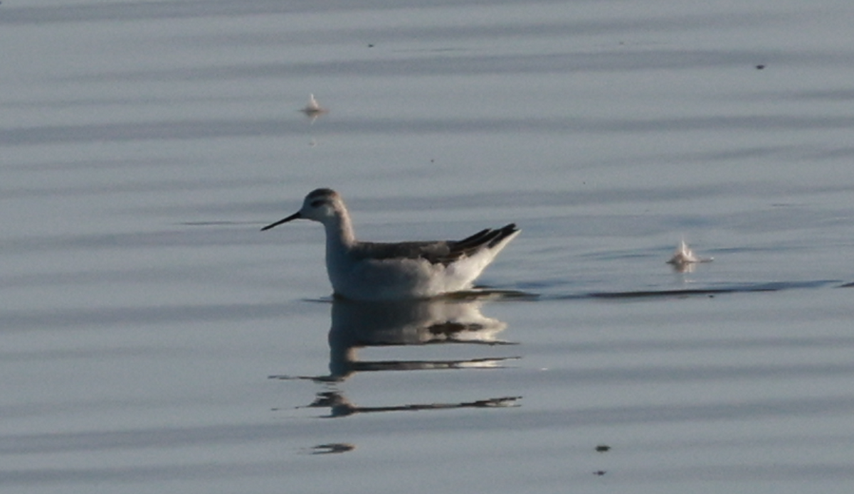 hvithalesvømmesnipe - ML642323569