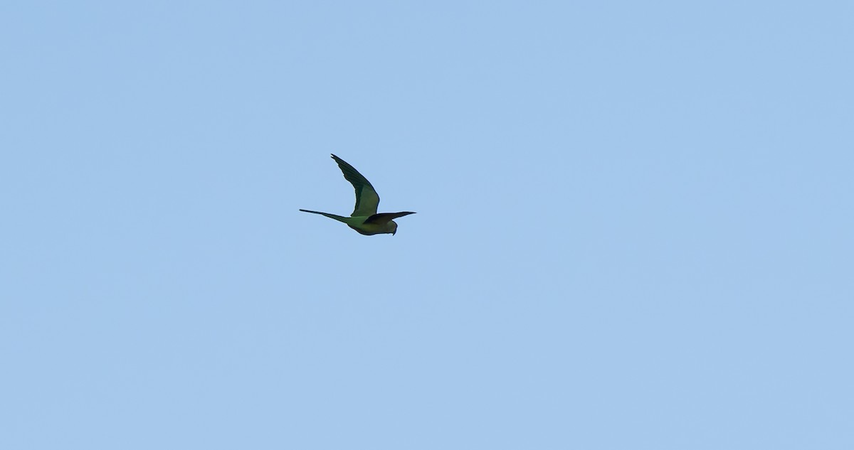 Rose-ringed Parakeet - ML642323607