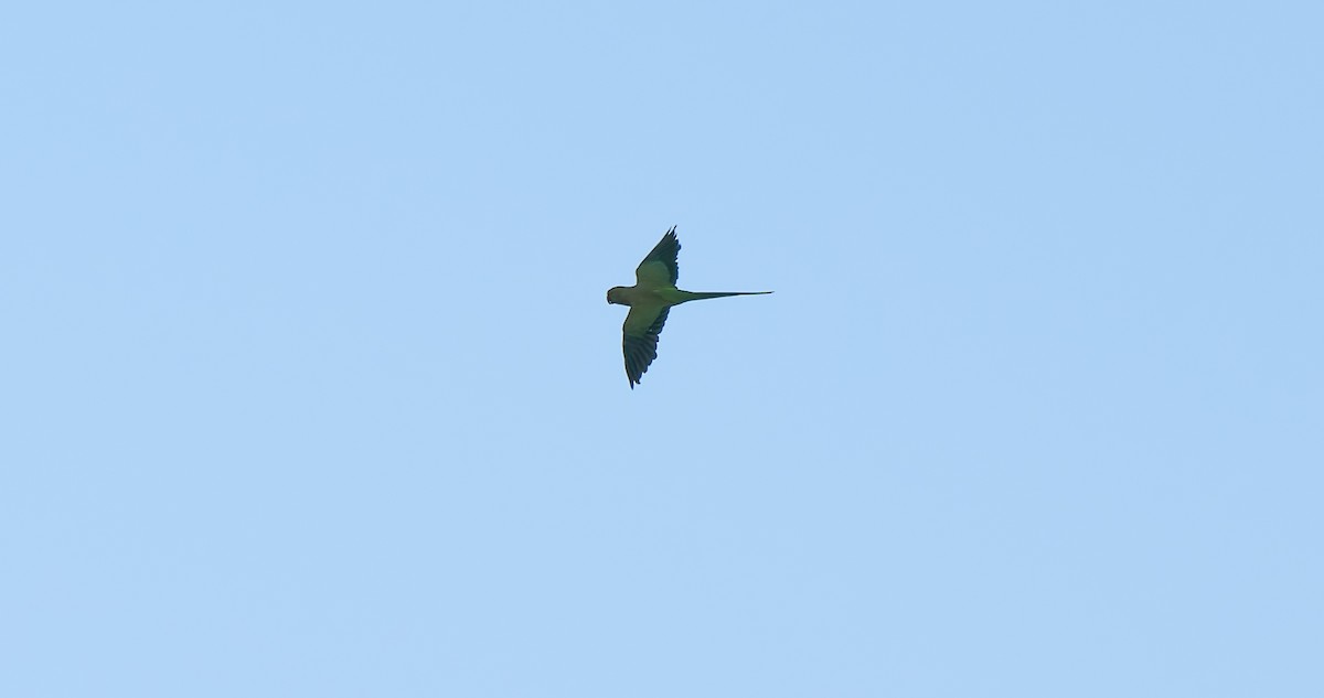 Rose-ringed Parakeet - ML642323608