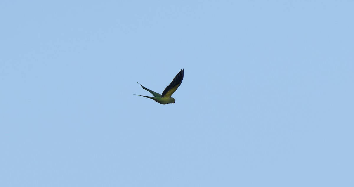 Rose-ringed Parakeet - ML642323609