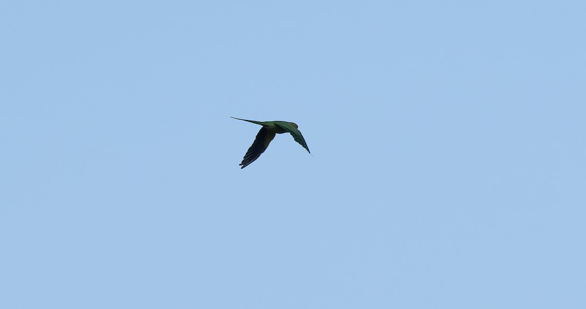 Rose-ringed Parakeet - ML642323610
