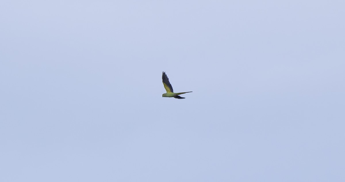Rose-ringed Parakeet - ML642323611