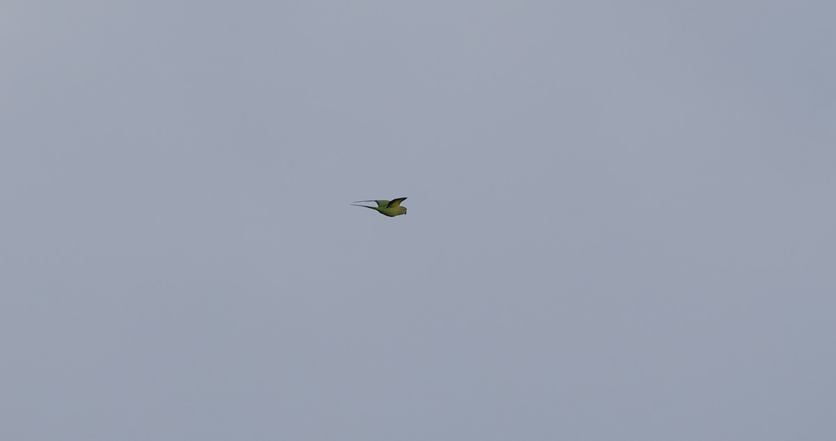 Rose-ringed Parakeet - ML642323613