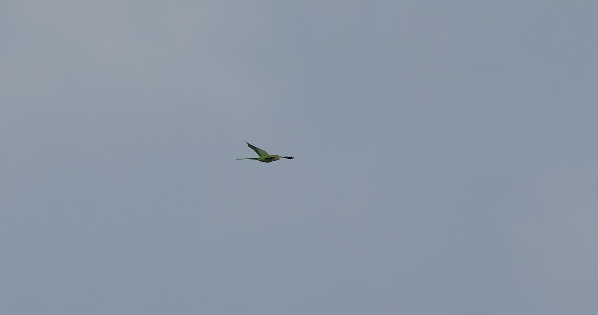 Rose-ringed Parakeet - ML642323614