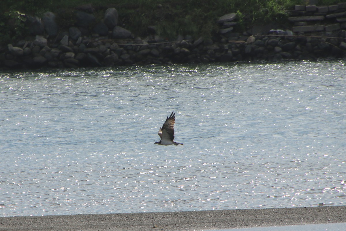 Osprey (Eurasian) - ML642323654