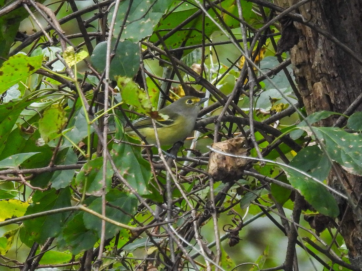 White-eyed Vireo - ML642323669