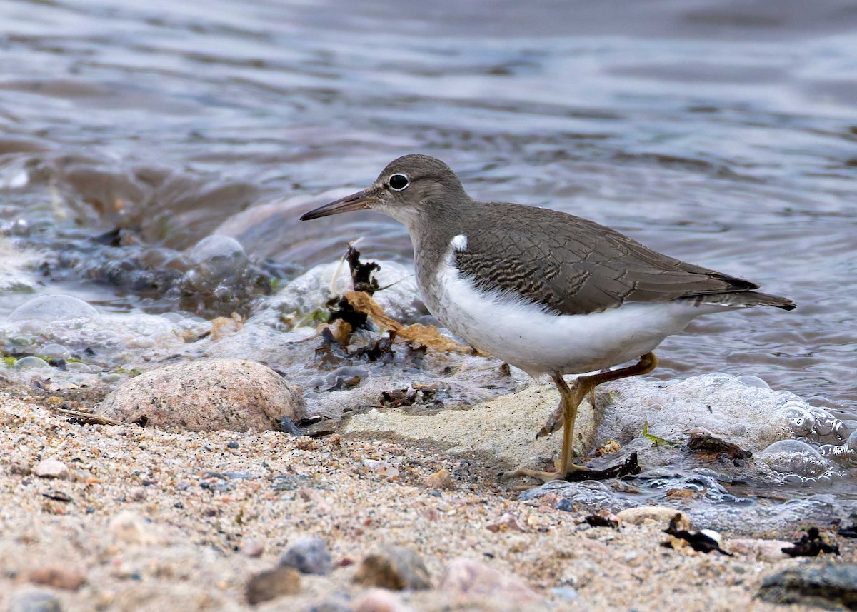 Spotted Sandpiper - ML642323674