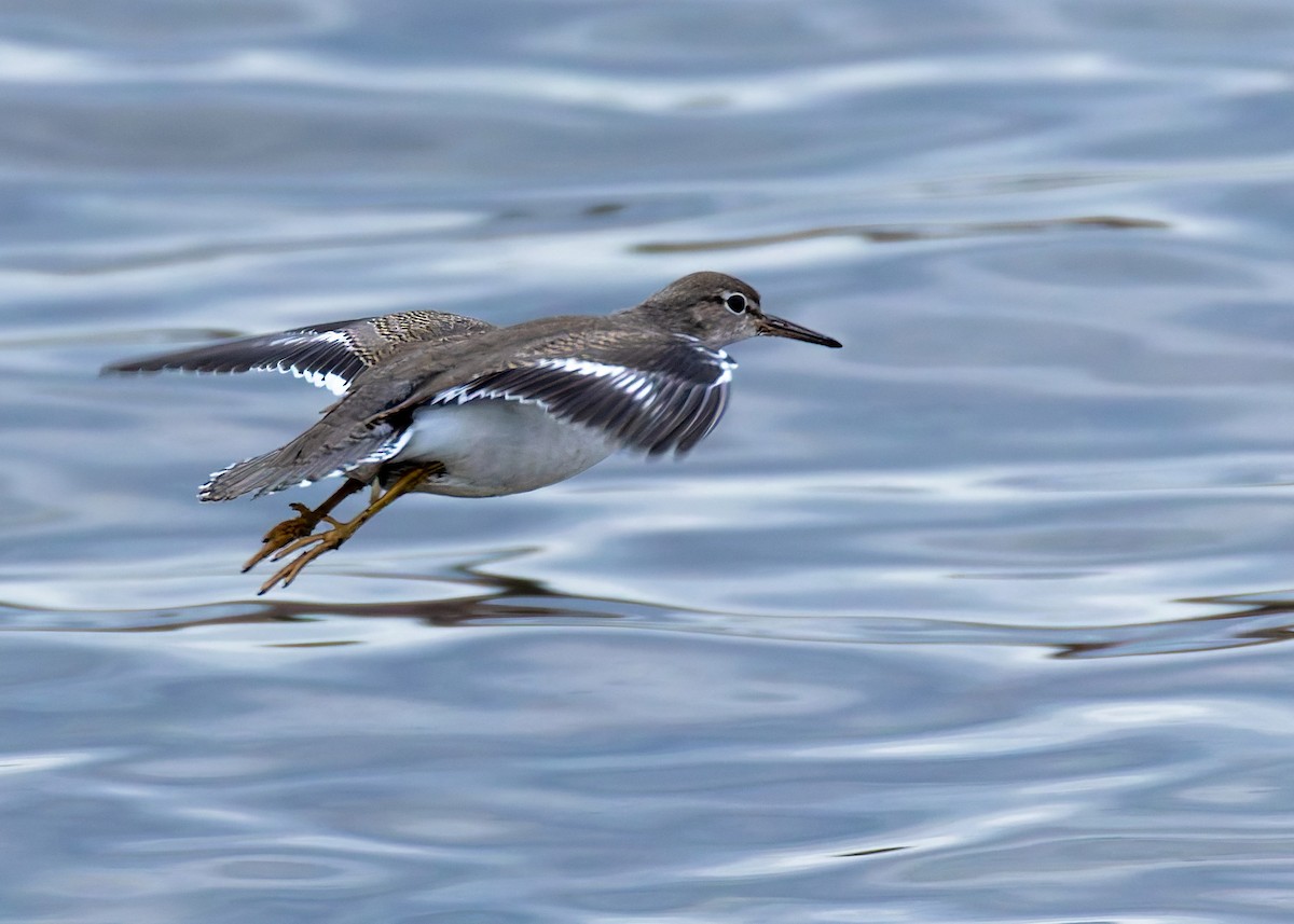 Spotted Sandpiper - ML642323675