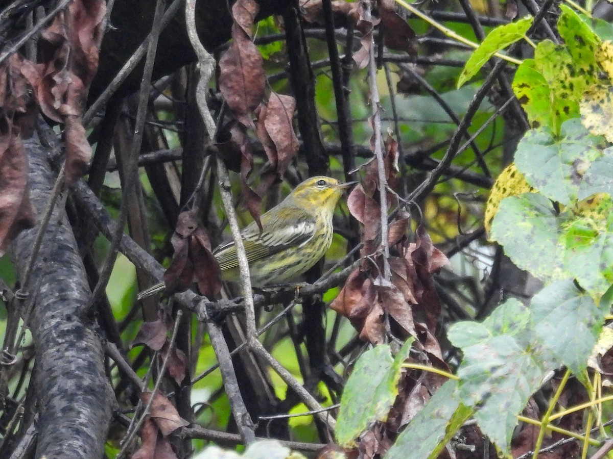 Cape May Warbler - ML642323676