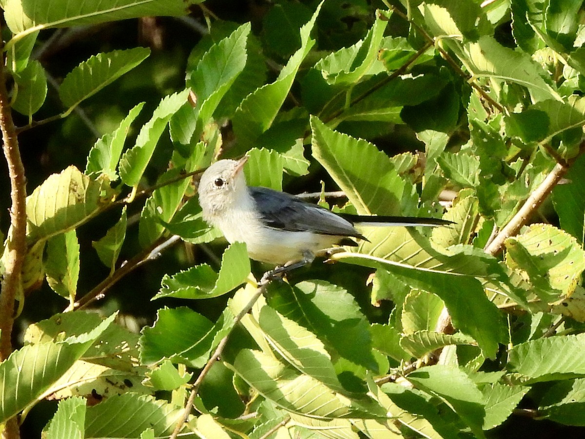 Blue-gray Gnatcatcher - ML642323677