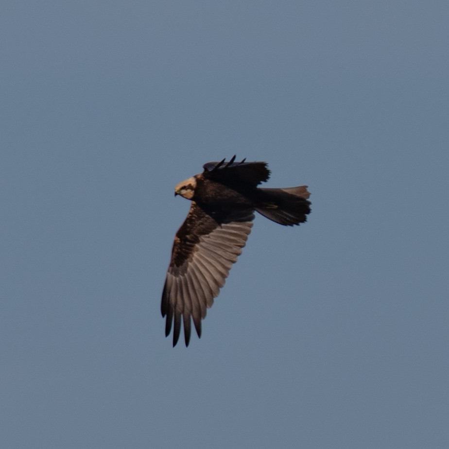 Western Marsh Harrier - ML642323679