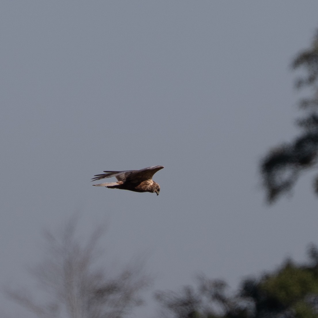 Western Marsh Harrier - ML642323680