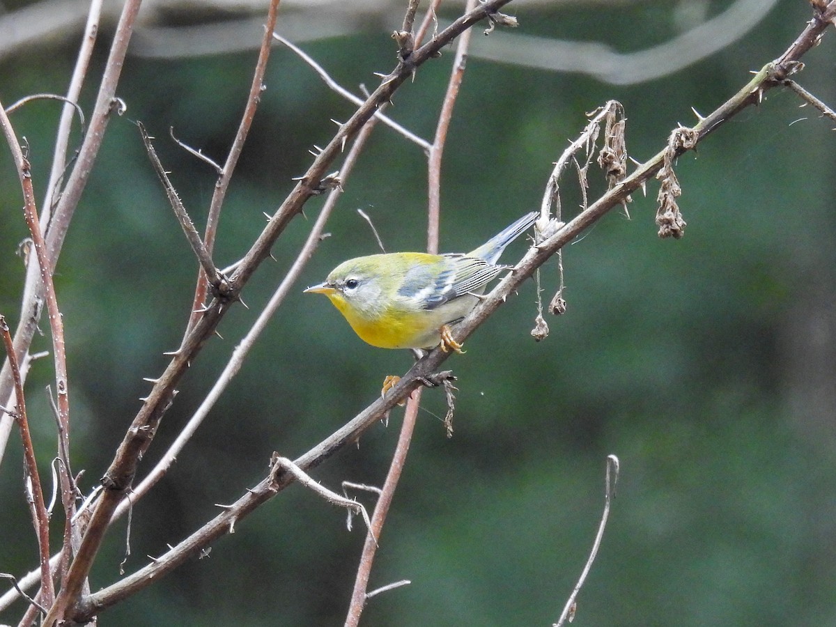 Northern Parula - ML642323681