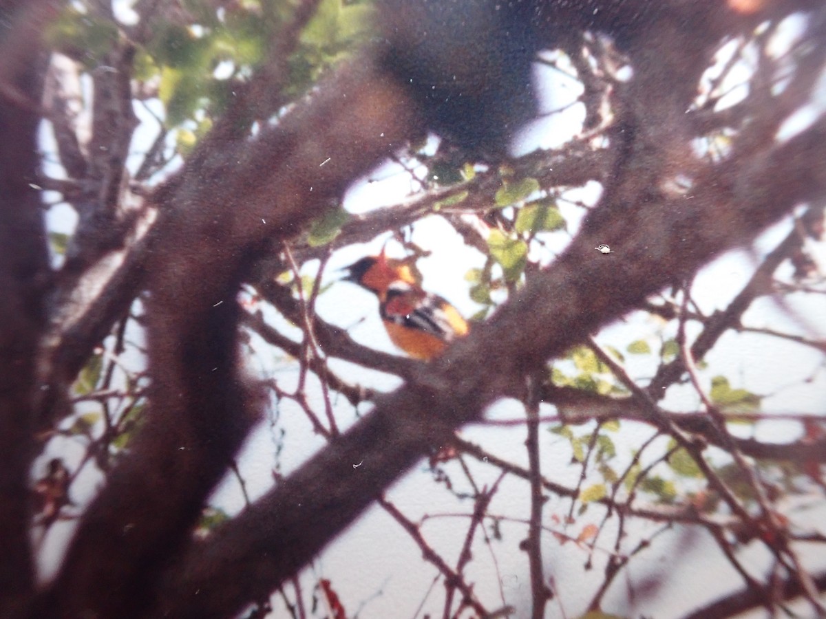 Orange Oriole - ML642323682
