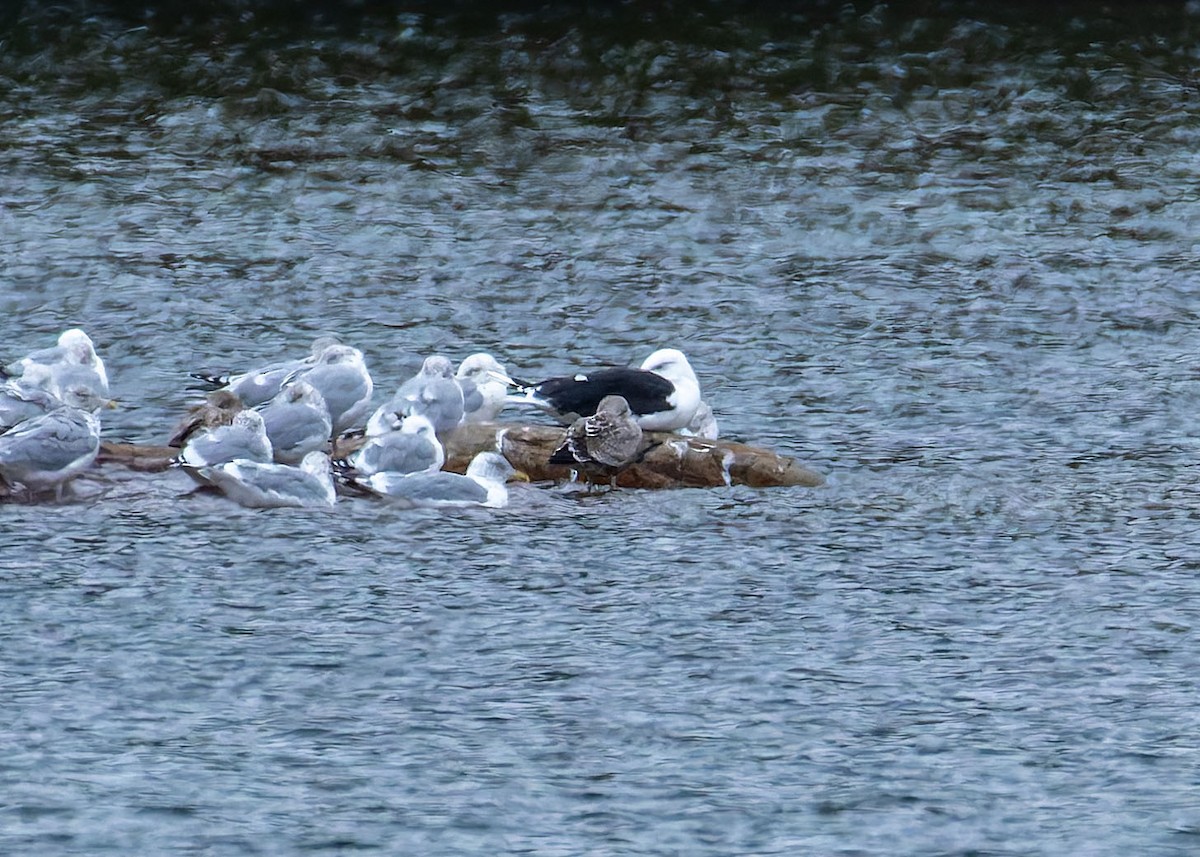 Great Black-backed Gull - ML642323684