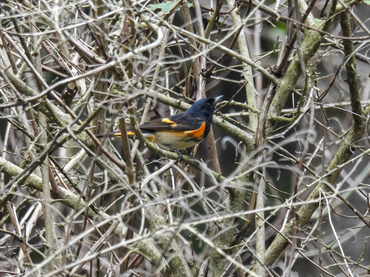 American Redstart - ML642323685