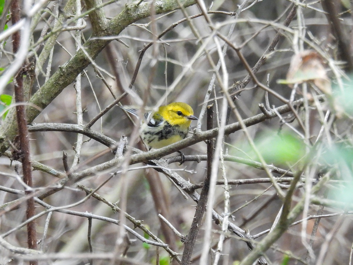 Black-throated Green Warbler - ML642323689