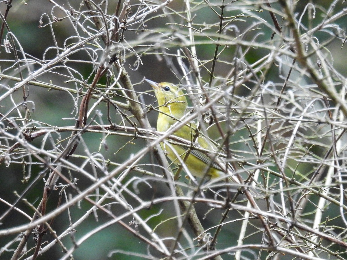 Tennessee Warbler - ML642323690
