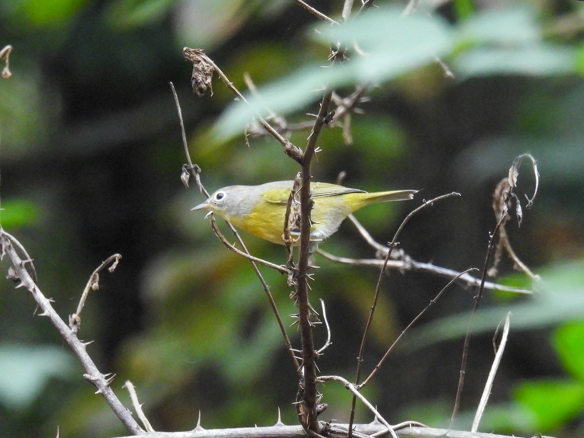 Nashville Warbler - ML642323692
