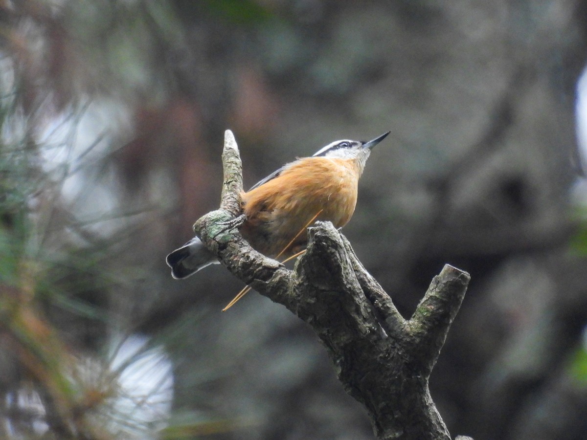 Red-breasted Nuthatch - ML642323694