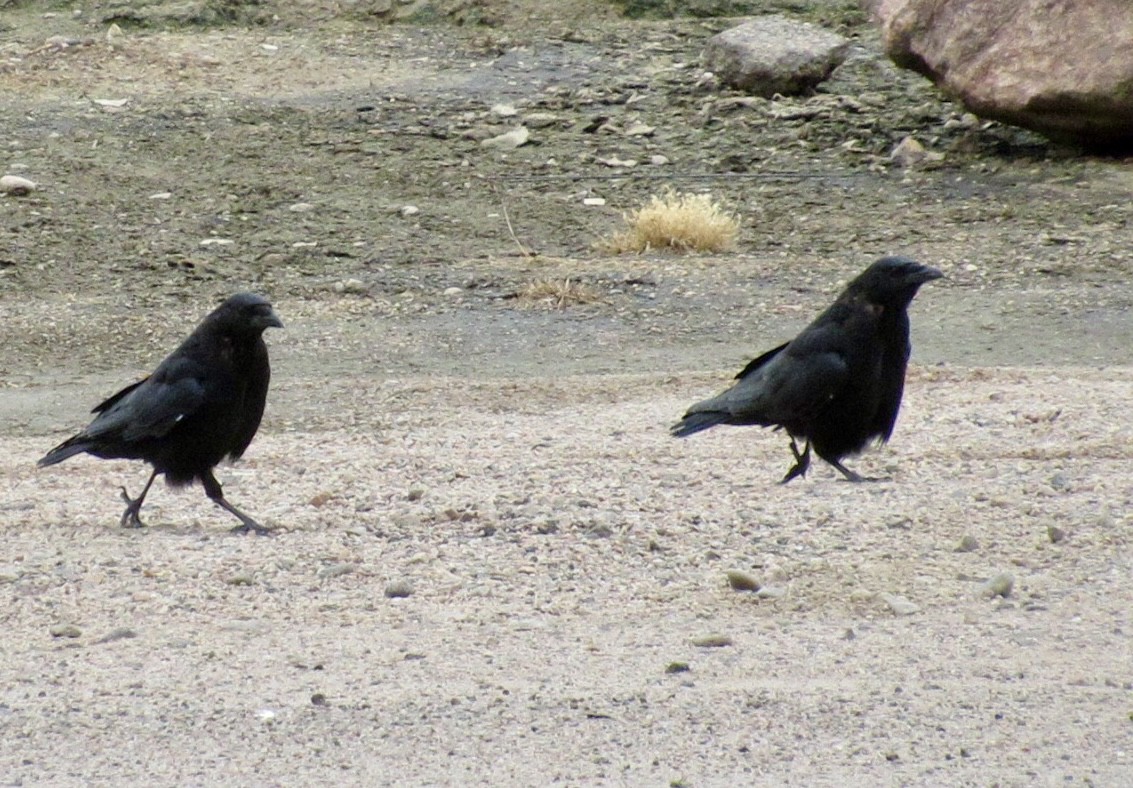American Crow - ML642323697