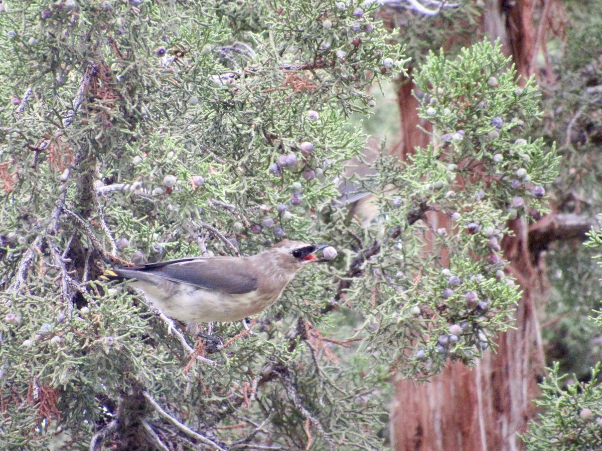 Cedar Waxwing - ML642323699