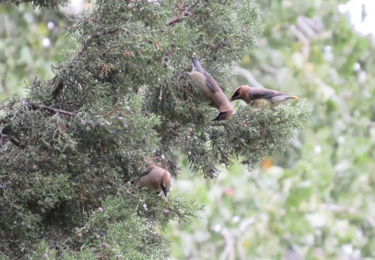 Cedar Waxwing - ML642323700