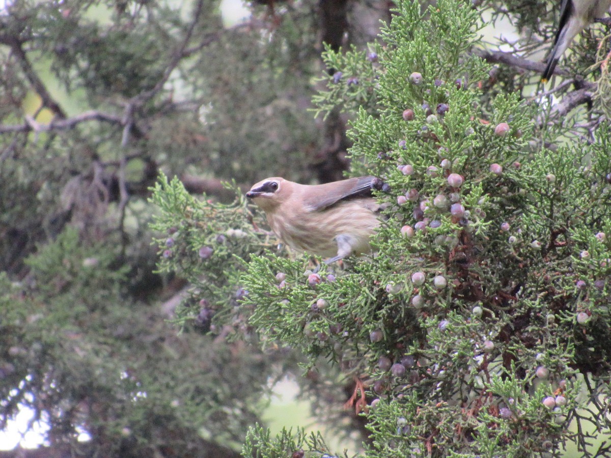 Cedar Waxwing - ML642323701