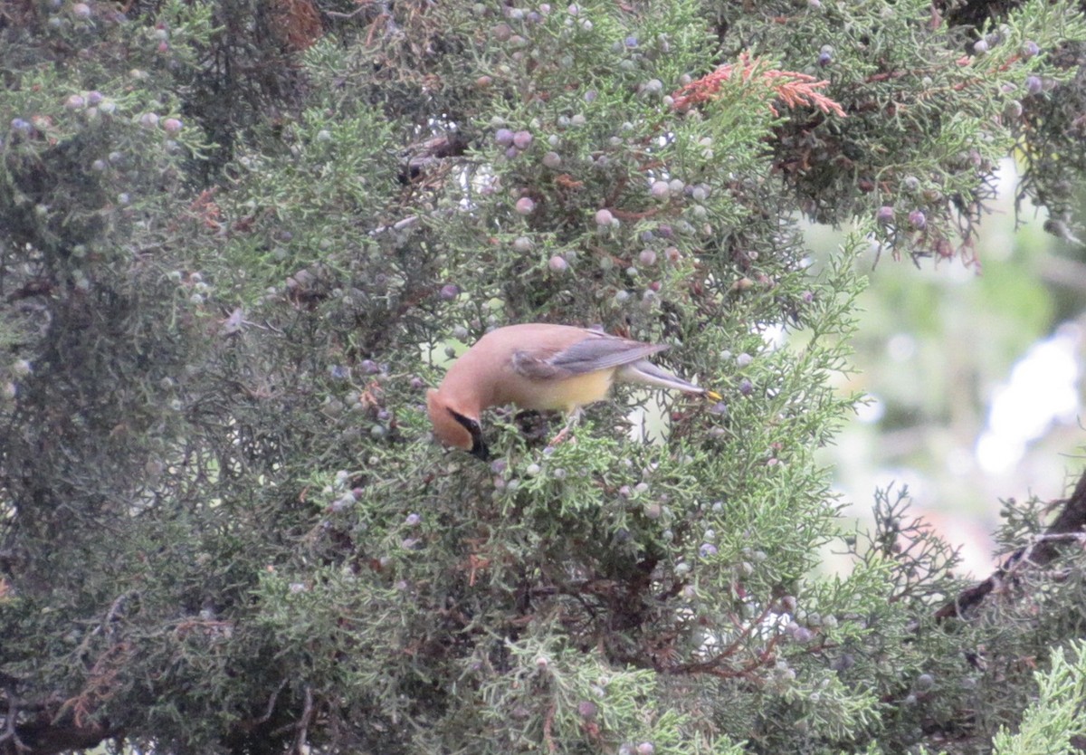 Cedar Waxwing - ML642323702