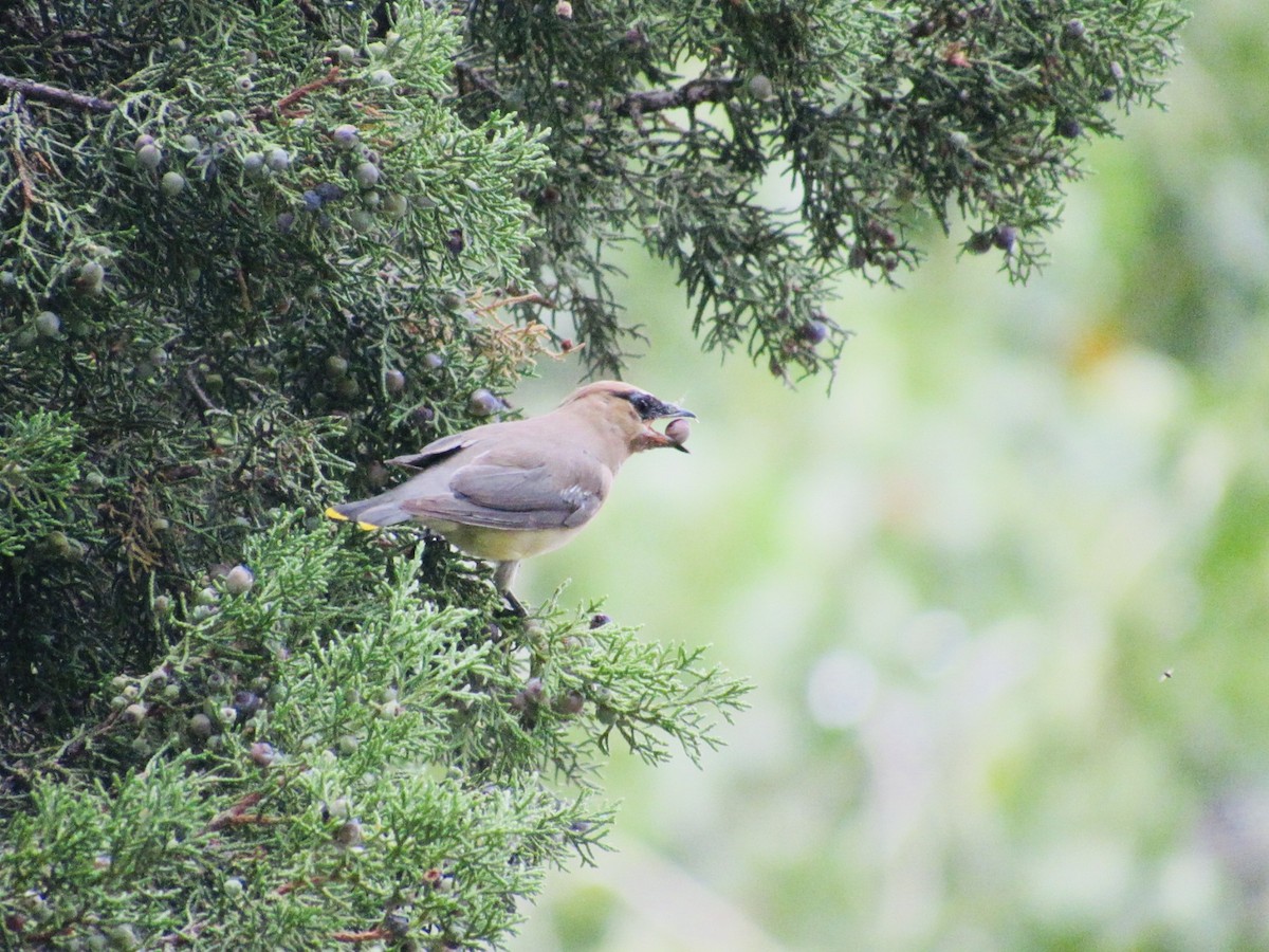 Cedar Waxwing - ML642323703