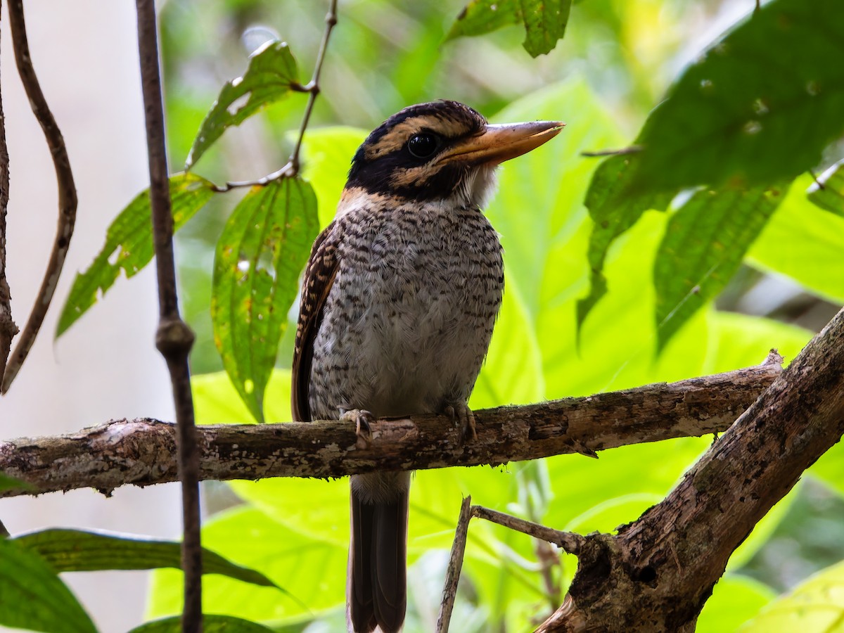 Scaly-breasted Kingfisher (Scaly-breasted) - ML642323722