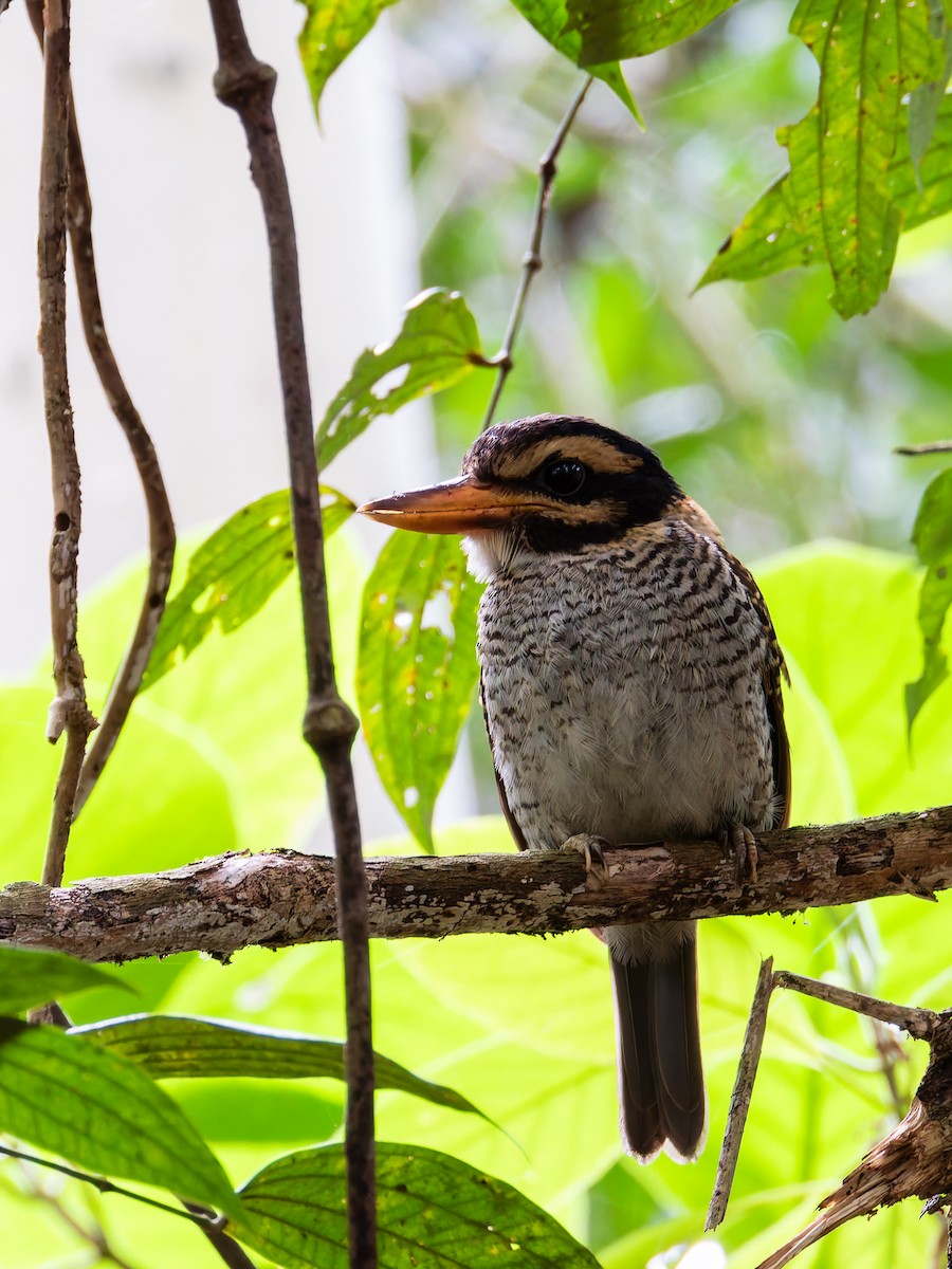 Scaly-breasted Kingfisher (Scaly-breasted) - ML642323723