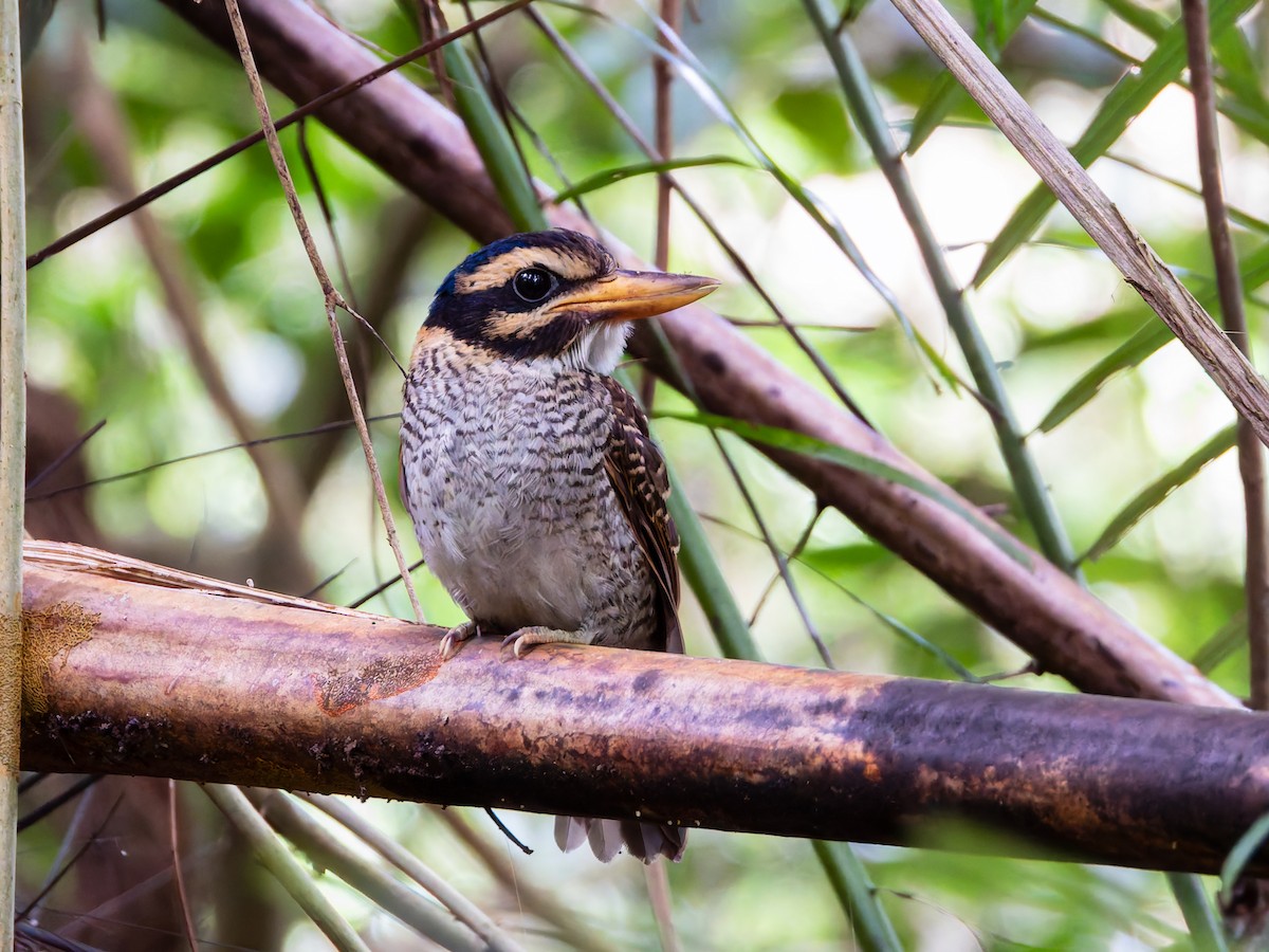 Scaly-breasted Kingfisher (Scaly-breasted) - ML642323724