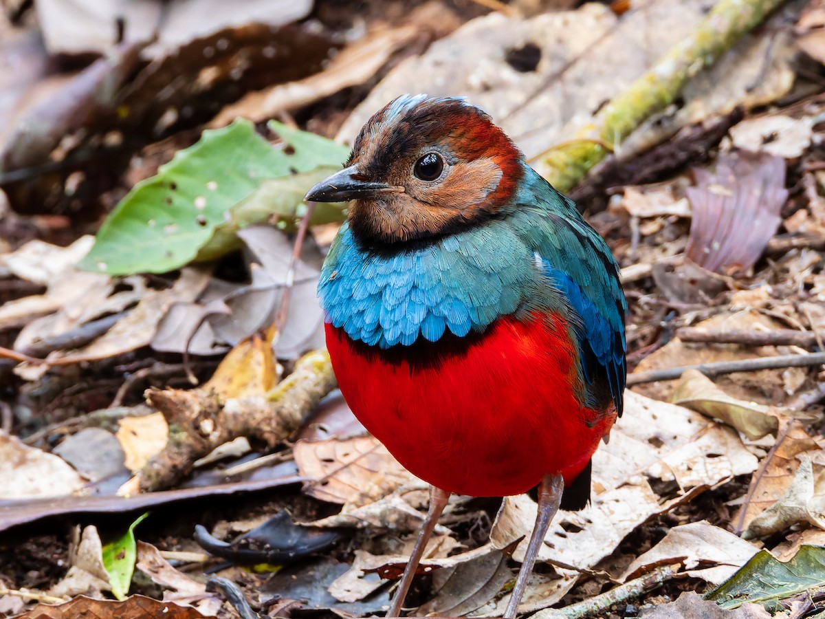 Sulawesi-Blaubrustpitta (celebensis) - ML642323725