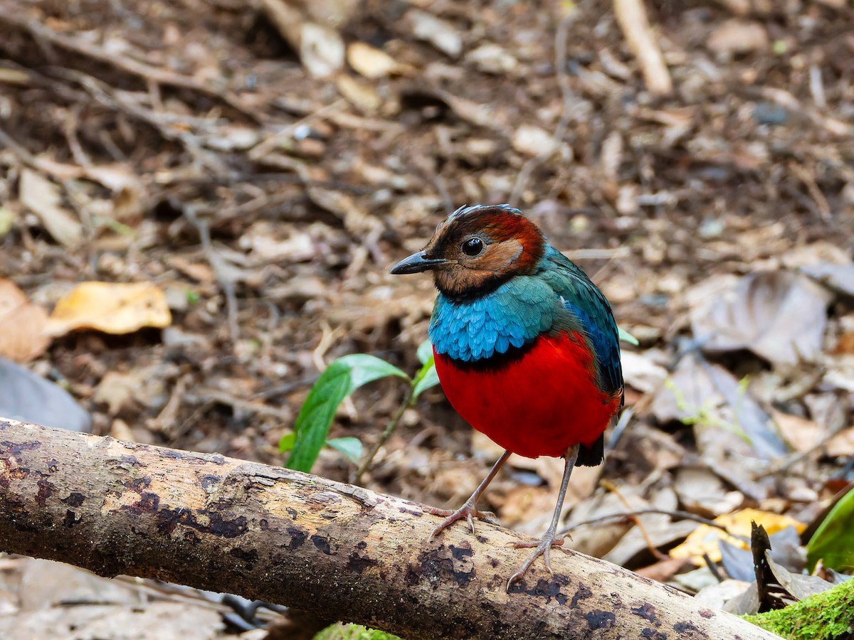 Sulawesi-Blaubrustpitta (celebensis) - ML642323726