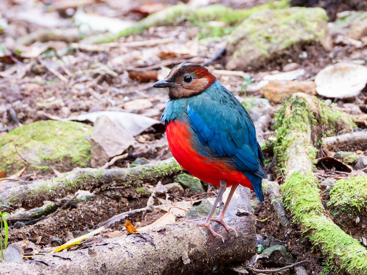 Sulawesi-Blaubrustpitta (celebensis) - ML642323727