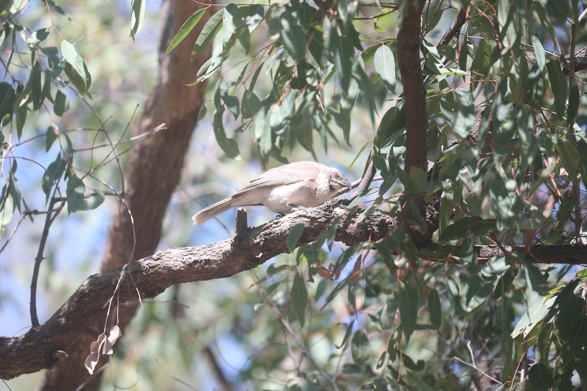 Noisy Friarbird - ML642323748