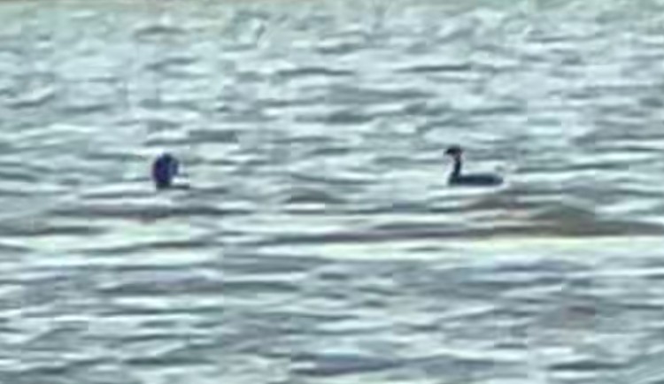 bird sp. - ML642323759