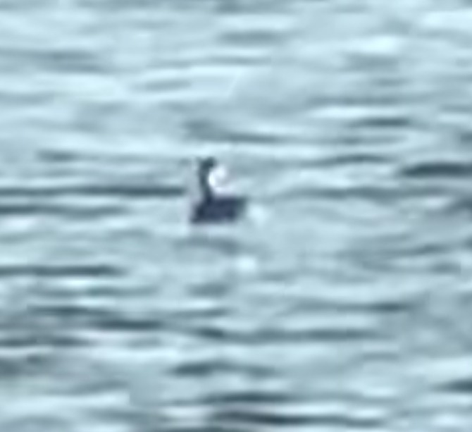 bird sp. - ML642323760