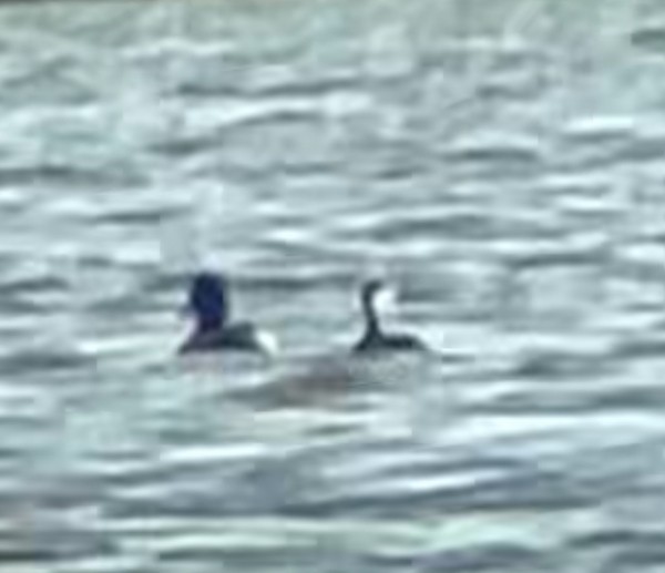 bird sp. - ML642323761