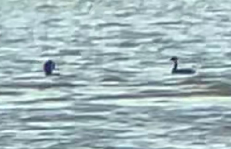 bird sp. - ML642323763