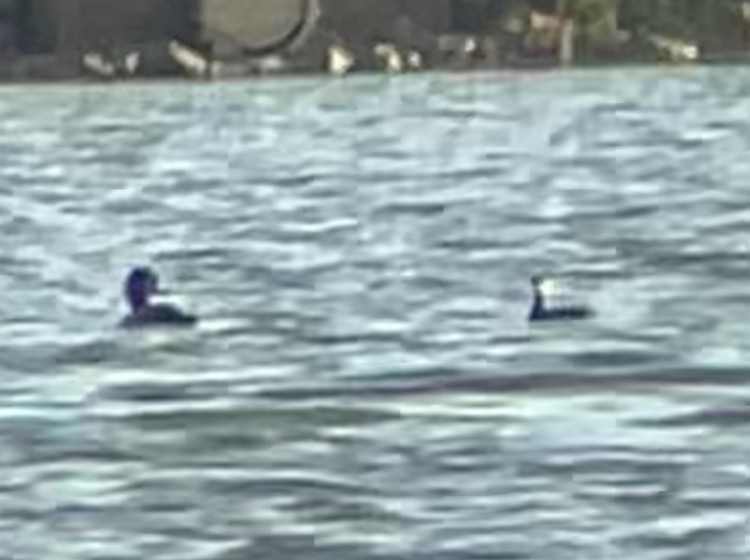 bird sp. - ML642323764