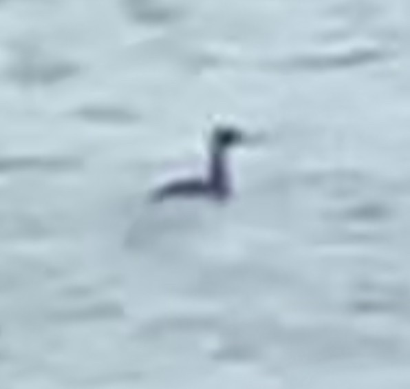 bird sp. - ML642323766