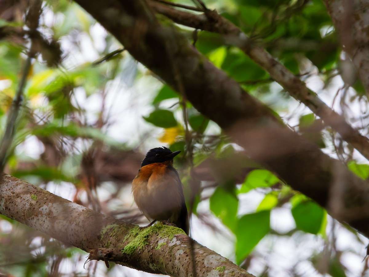 Sulawesi Blue Flycatcher (Sulawesi) - ML642323776