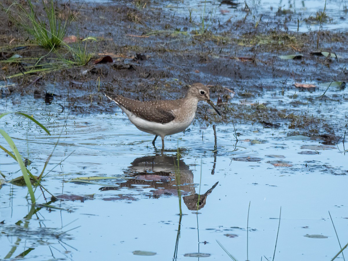eremittsnipe - ML642323815