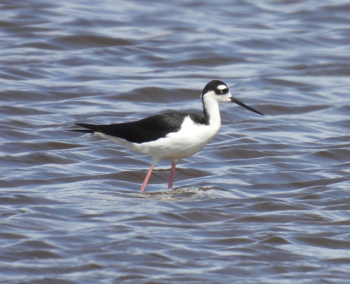 Black-necked Stilt - ML642323818