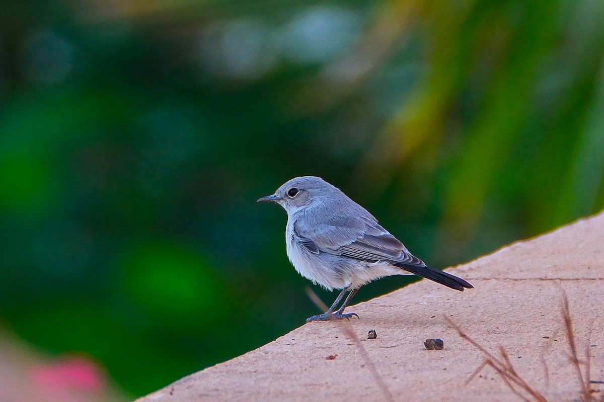 Blackstart - ML642323826